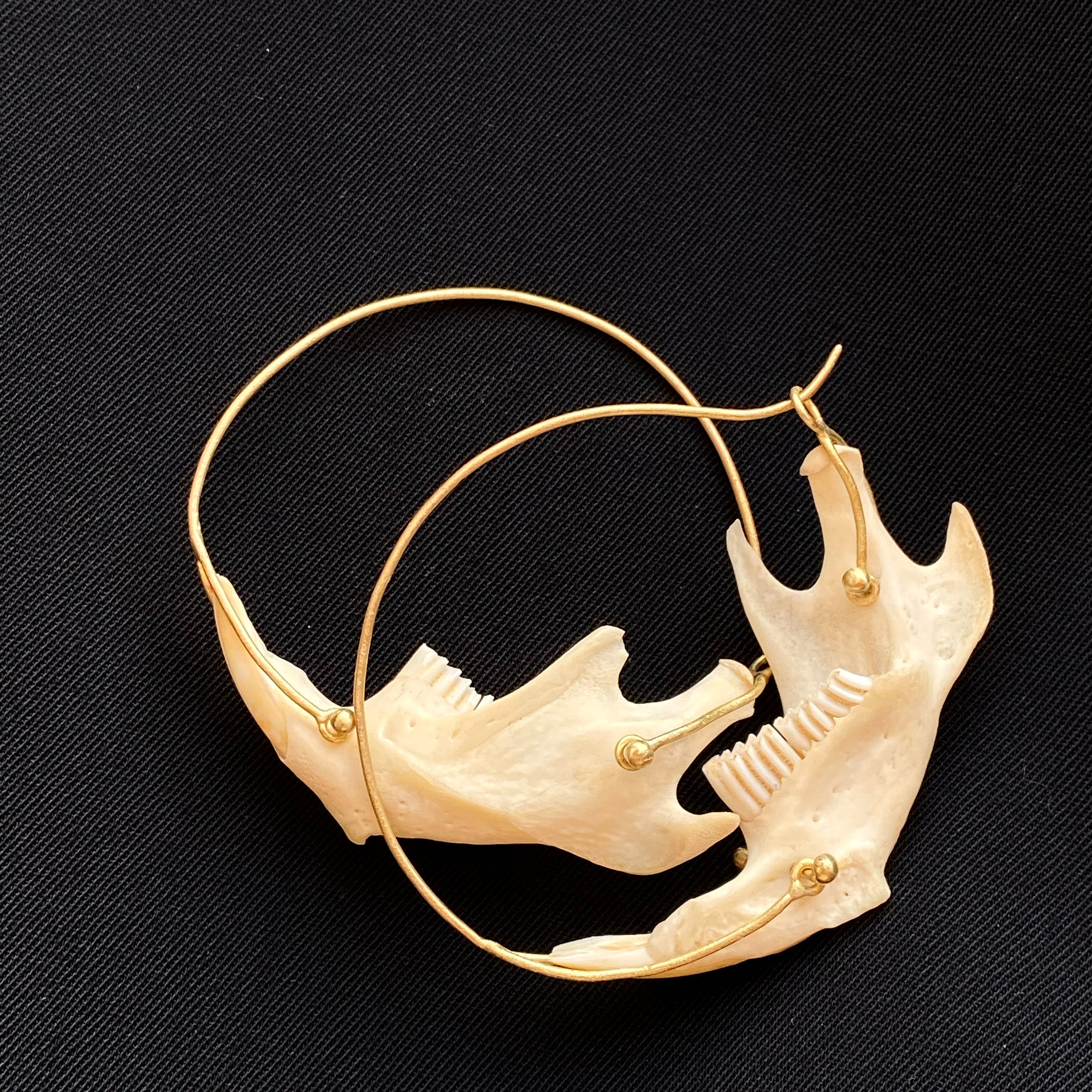 M. Rose Studio- Rodent Maxilla Bone Hoop Earrings